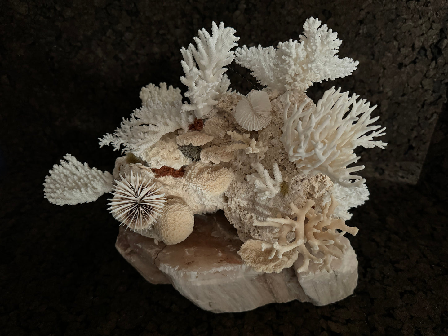 Bagare riff on a rock