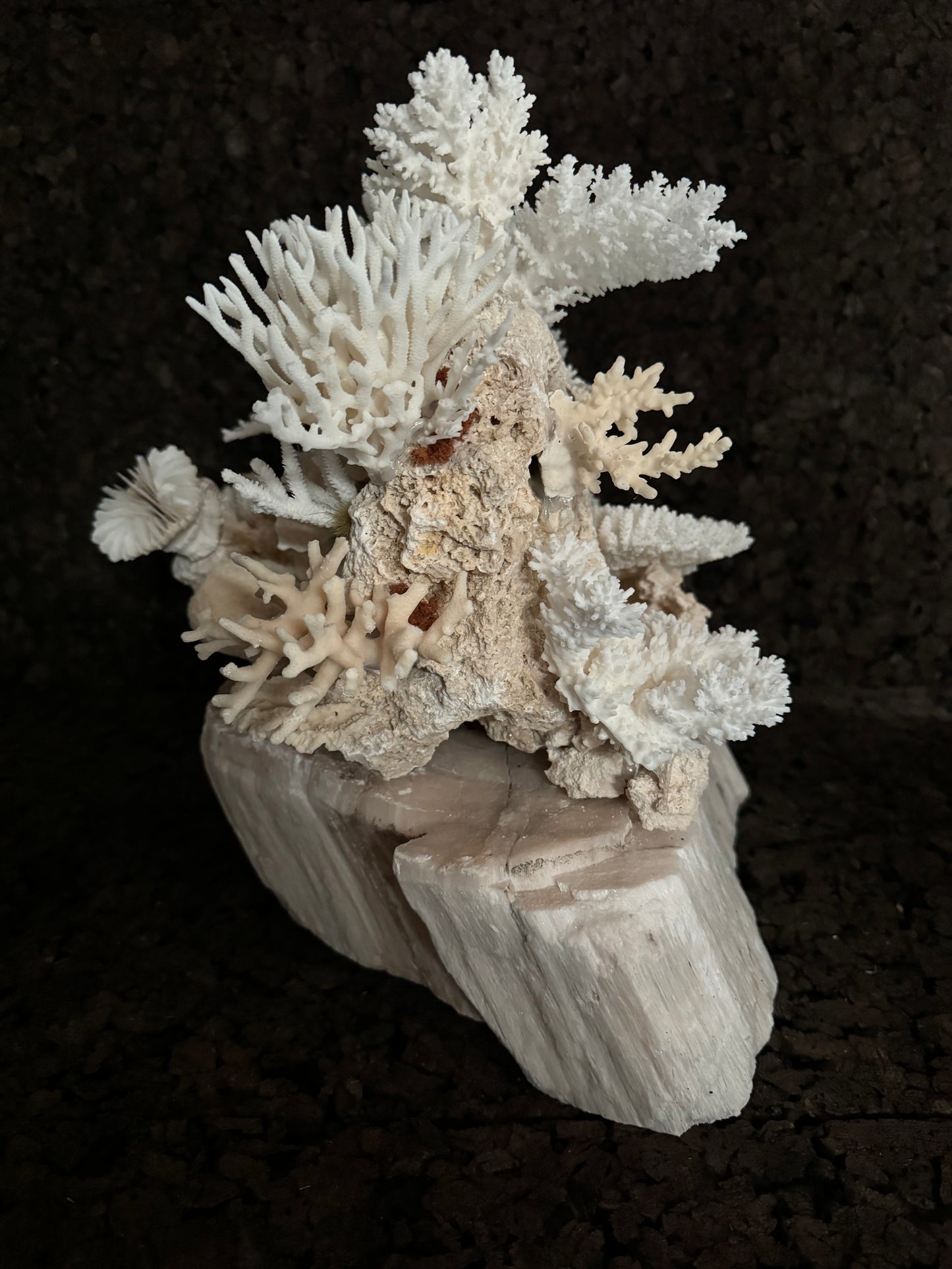 Bagare riff on a rock
