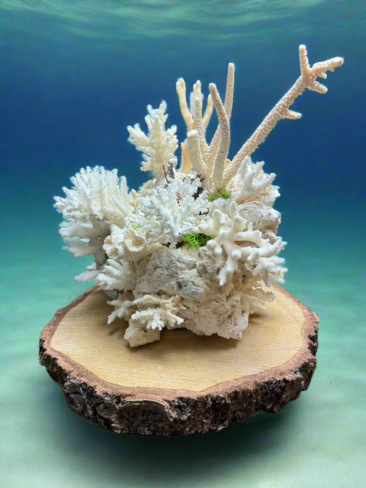 Panadero`s  small reef`s