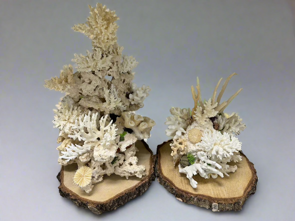Panadero`s  small reef`s