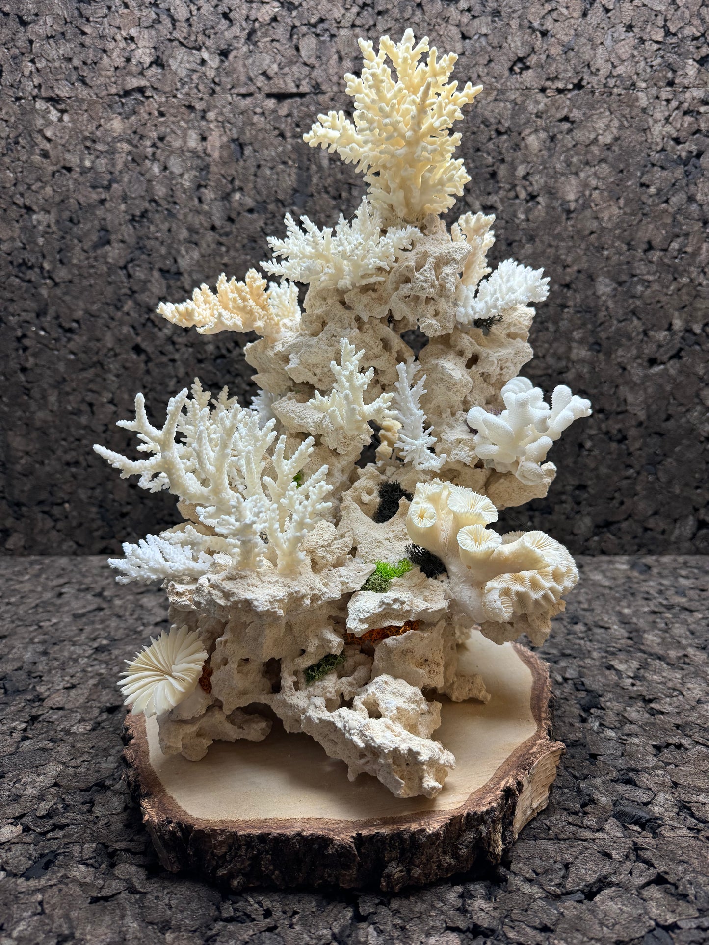 Panadero`s  small reef`s